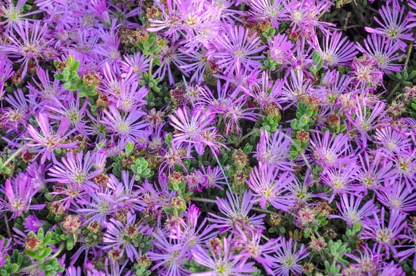 Lila delosperma (Schleppeispflanze, winterhartes Eis, rosa Teppich) Blüte. — Stockfoto