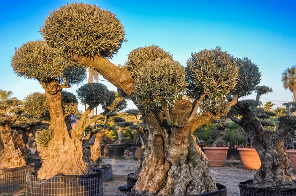 Olivos decorativos con coronas globulares a la venta . — Foto de Stock