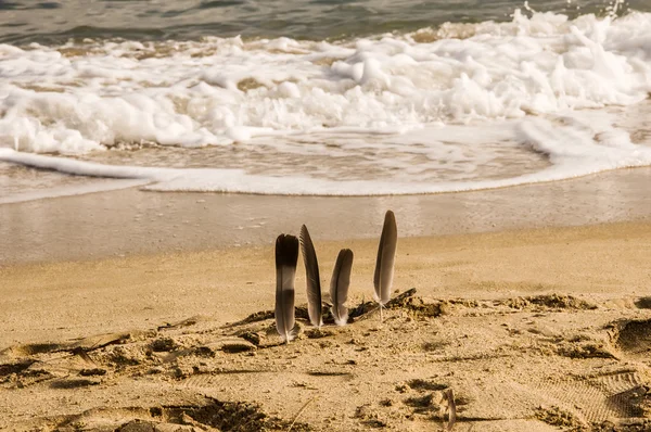 Plumas de gaviota insertadas en arena de playa . — Foto de Stock