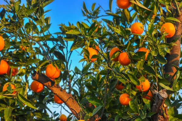 Naranjo con frutas maduras. — Foto de Stock
