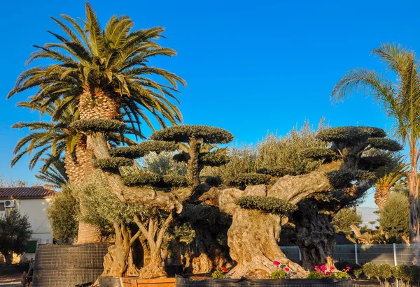 Venta de olivos y palmeras cultivadas en vivero . — Foto de Stock