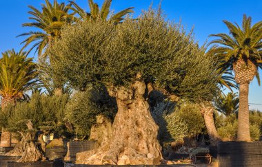 Satışa sunulan eski zeytin ve palmiye ağaçları.