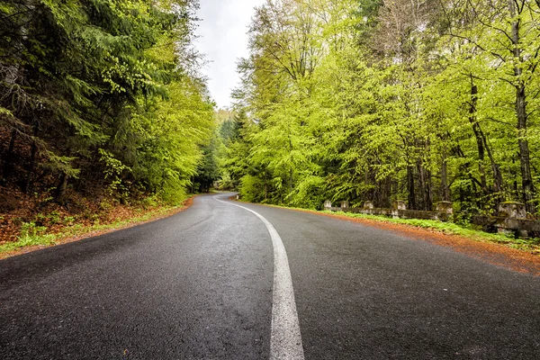 Eğri serpantin dağ orman yolu — Stok fotoğraf