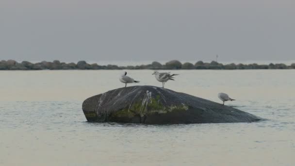 Three Seagulls standing on large stone — Stock Video