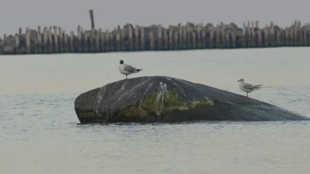 两个海鸥站在大石头上 — 图库视频影像