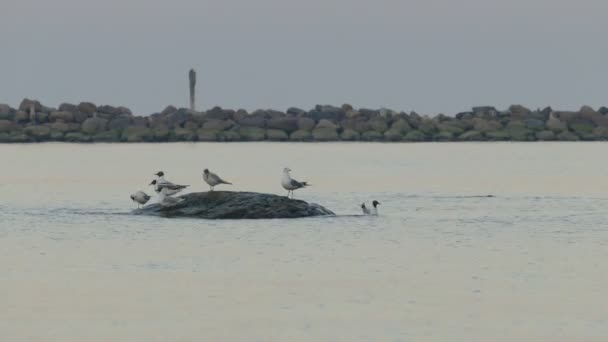 站在大石头上的海鸥 — 图库视频影像
