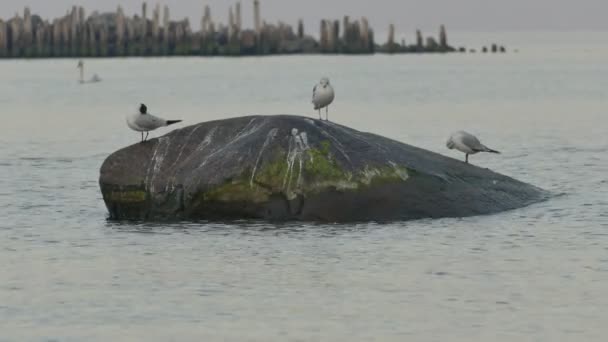 Três gaivotas de pé sobre pedra grande — Vídeo de Stock