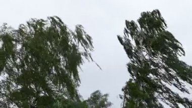 Huş ağacı kuvvetli rüzgar fırtınası