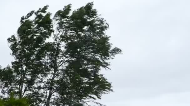 Abedul en fuerte tormenta de viento — Vídeo de stock