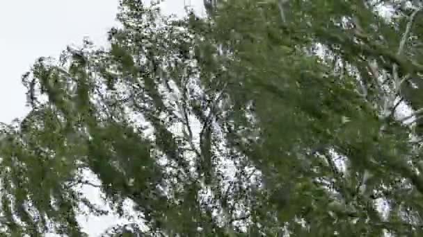 Abedul en fuerte tormenta de viento — Vídeo de stock