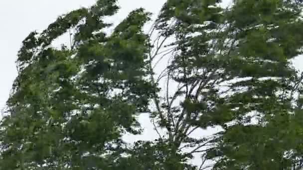 Березове дерево в сильному вітряному штормі — стокове відео