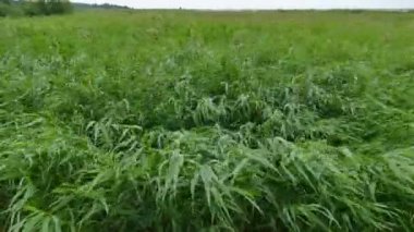 Yeşil sazlık güçlü rüzgarda sallanan