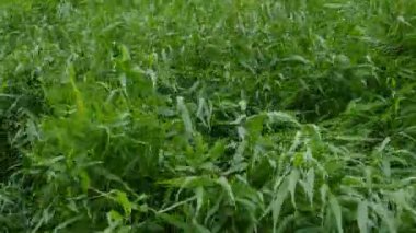 Yeşil sazlık güçlü rüzgarda sallanan