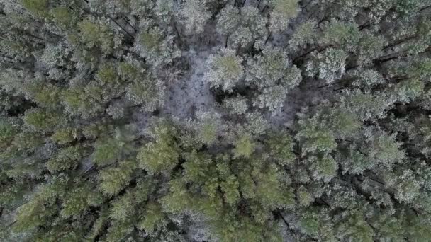 Drone volando sobre el bosque de pinos después de la primera nieve — Vídeos de Stock