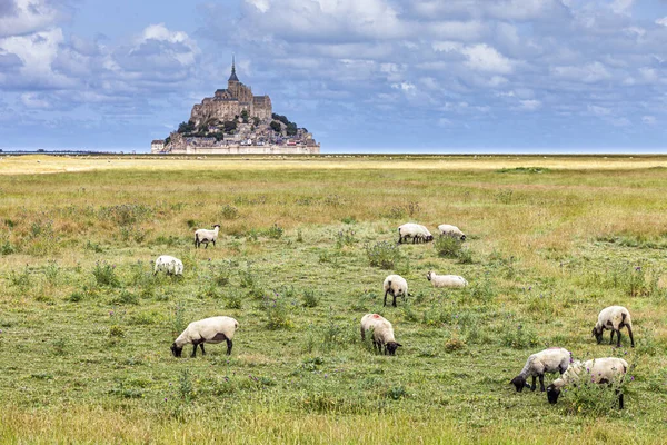 Veduta della famosa storica isola mareale di Le Mont Saint-Michel con pecore al pascolo nei pascoli antistanti — Foto Stock