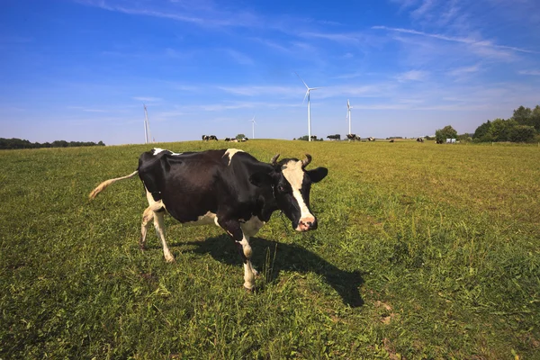 Krávy na pastvě poblíž větrné turbíny — Stock fotografie