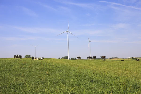 Cows grazing near wind turbines — Stock Photo, Image