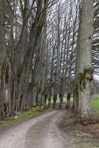 Lime tree gränden av landsväg — Stockfoto