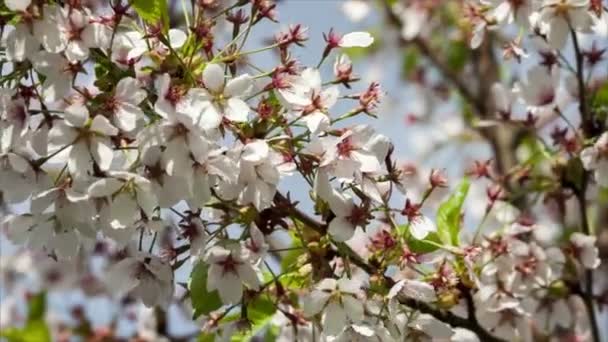 Ramo da árvore Sakura japonesa com flores de cerejeira — Vídeo de Stock