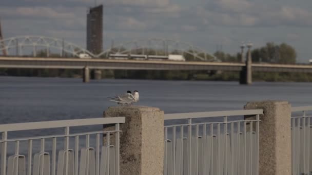 Арктическая крачка пара, делящая рыбу — стоковое видео