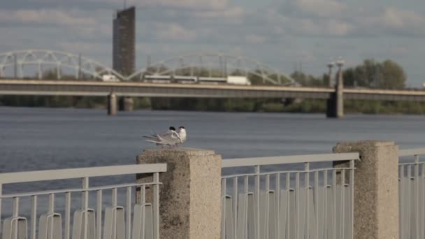 Арктическая крачка пара, делящая рыбу — стоковое видео