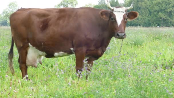 Vaca marrón pastando en pastos — Vídeo de stock