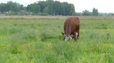 Kahverengi inek otlatma mera
