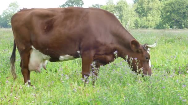 褐色的母牛在牧场放牧 — 图库视频影像