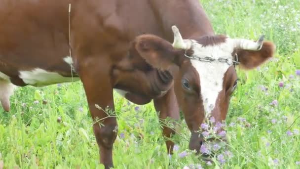 Braune Kuh weidet auf der Weide — Stockvideo