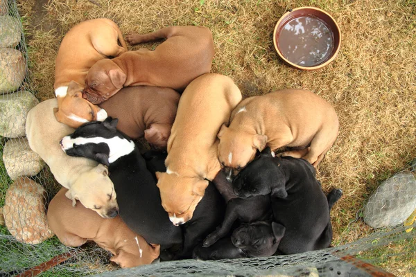 Grupo de cães American Pit Bull Terrier — Fotografia de Stock