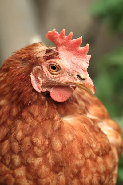 Red chicken from small home farm — Stock Photo, Image