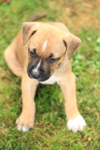 Pit bull terrier americano — Foto Stock