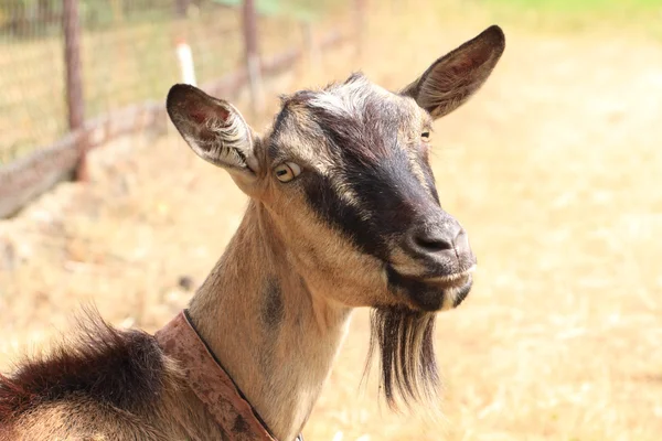 Молодая бурая коза — стоковое фото
