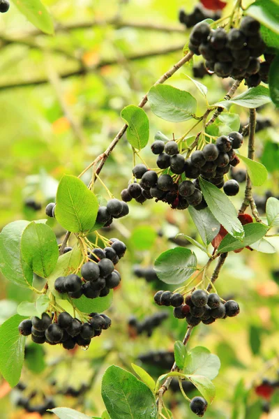 黑 ashberry 植物与果子 — 图库照片