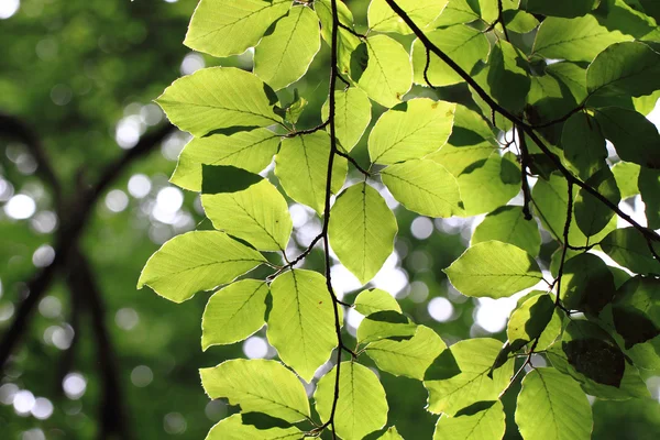 Beuken blad achtergrond — Stockfoto