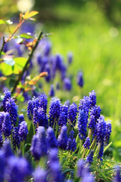 Jacinto de uva azul — Foto de Stock