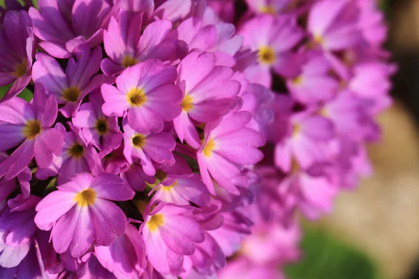 Violette bloemen textuur — Stockfoto