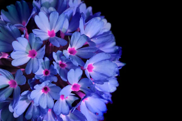 Textura de flores violetas — Fotografia de Stock