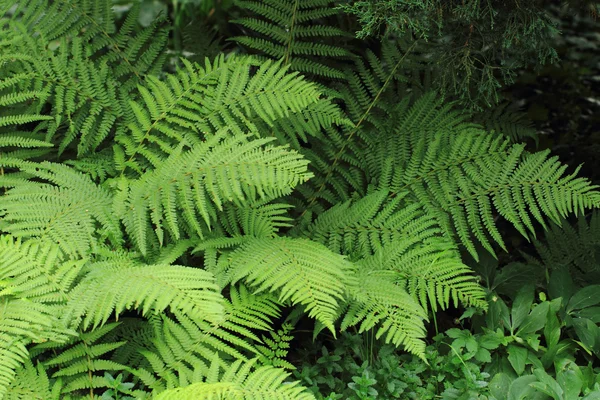 Grüner Farnhintergrund — Stockfoto