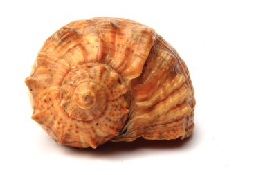 Bulgaristan'dan büyük deniz hayvanı kabuğu