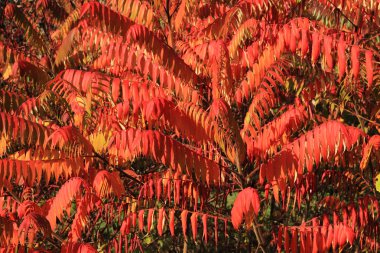 sonbahar yaprakları arka plan