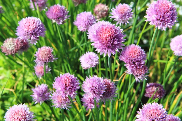 Belas flores de cebolinha — Fotografia de Stock