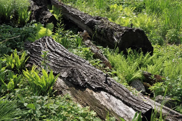 Detail der Stämme im Wald — Stockfoto