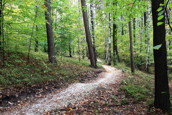 Cor floresta de outono — Fotografia de Stock