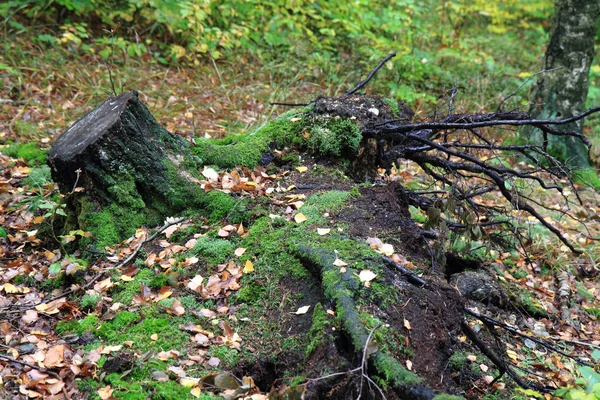 Pařez v lese — Stock fotografie