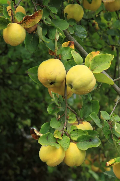 Guince frukt från trädgården — Stockfoto