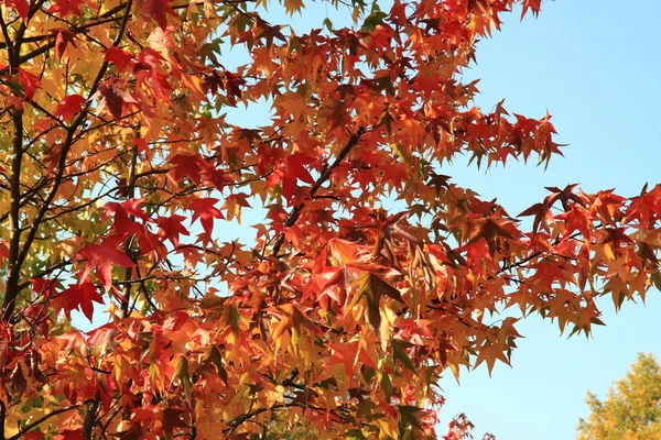 Herfst bladeren achtergrond — Stockfoto