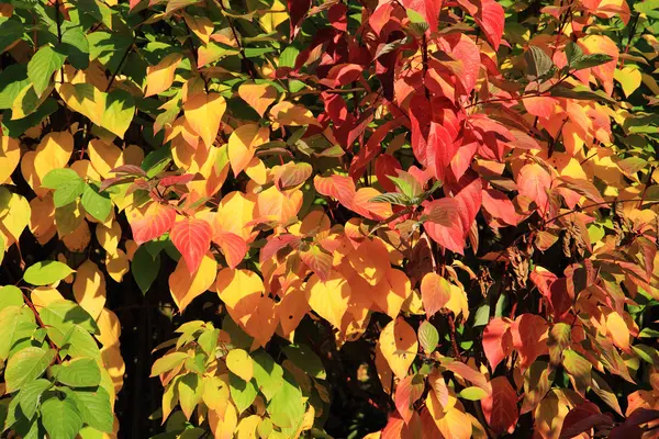 Feuilles d'automne fond — Photo