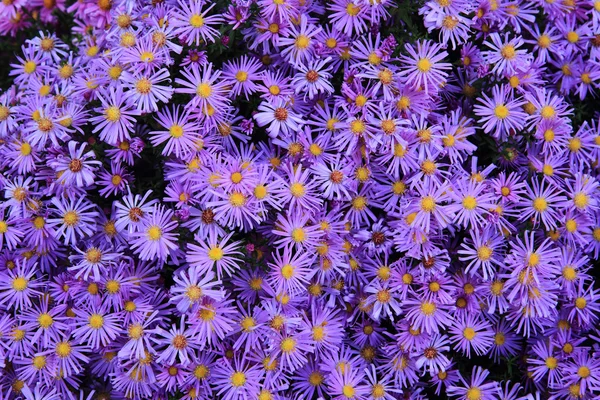 Violette bloemen achtergrond — Stockfoto