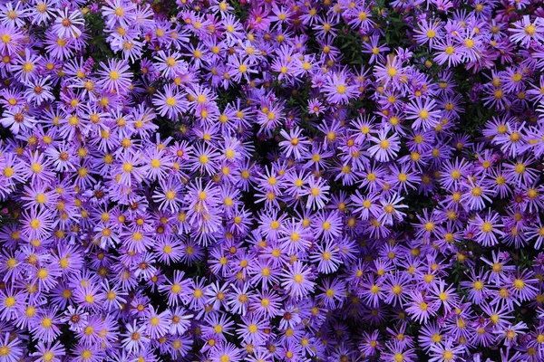 Violette Blumen Hintergrund — Stockfoto